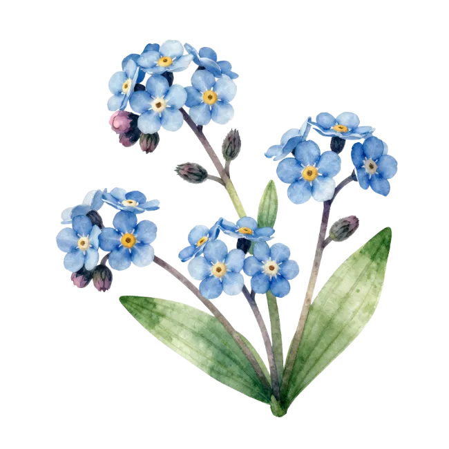 Watercolor Forget Me Not Flowers
