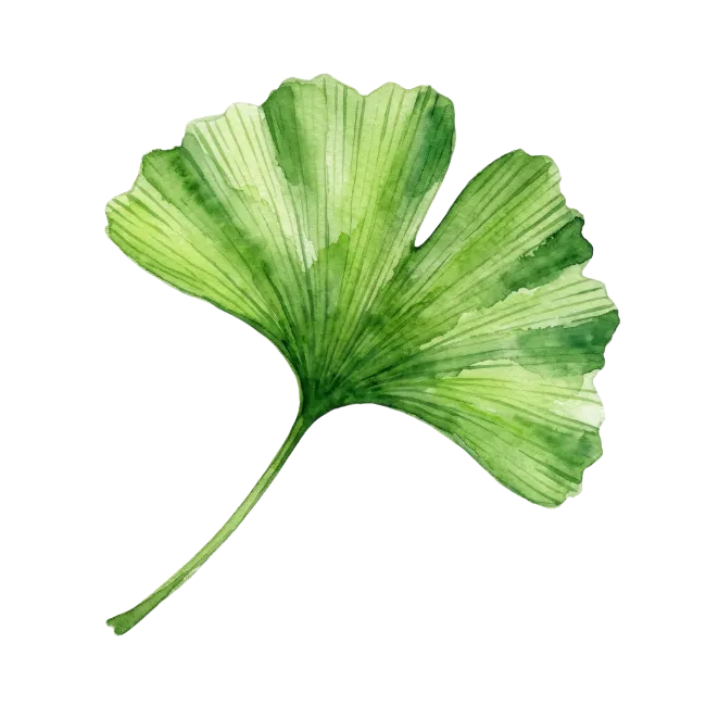 Watercolor Ginkgo Leaf Illustration