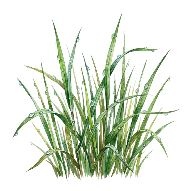 Watercolor Grass Tuft with Dew Drops