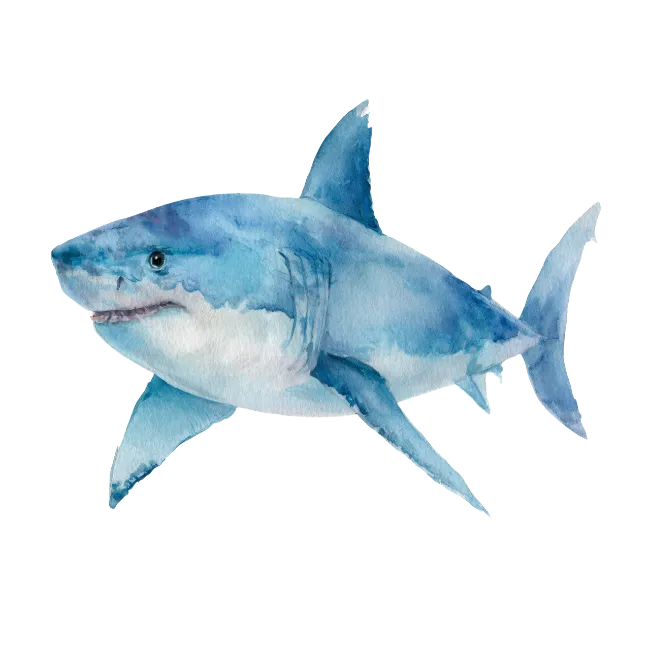 Watercolor Great White Shark Illustration