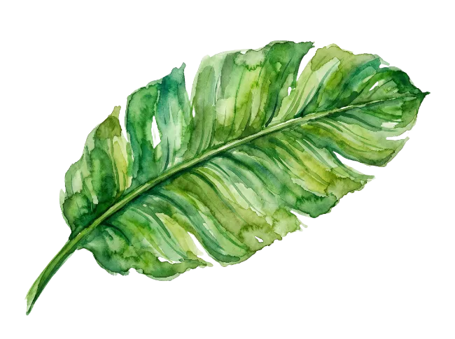Watercolor Green Banana Leaf Illustration