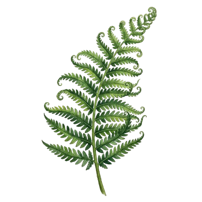 Watercolor Green Fern Frond