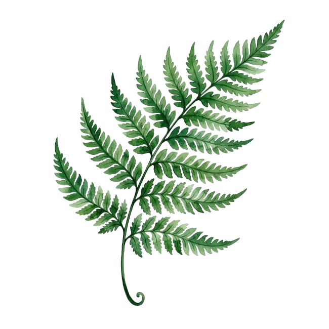 Watercolor Green Fern Frond Illustration