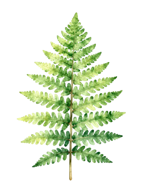 Watercolor Green Fern Frond Illustration