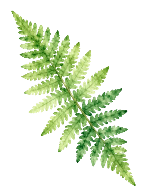 Watercolor Green Fern Frond Illustration