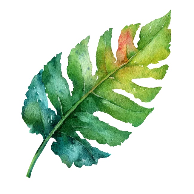 Watercolor Green Fern Leaf Illustration