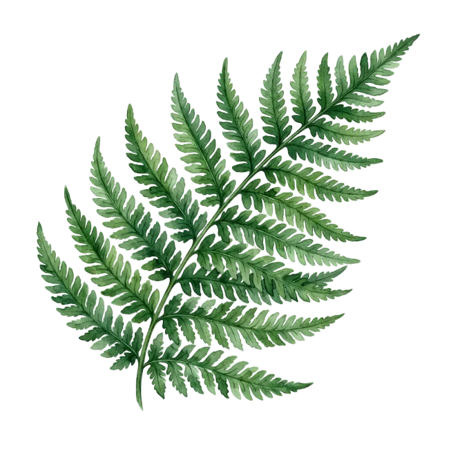 Watercolor green fern leaf illustration