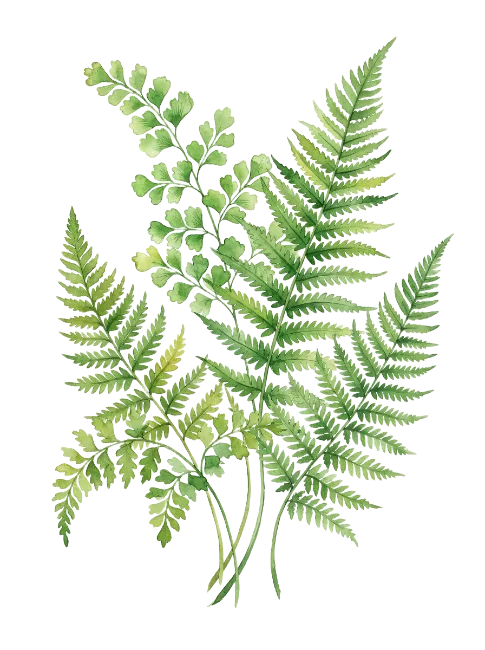 Watercolor green fern leaves illustration