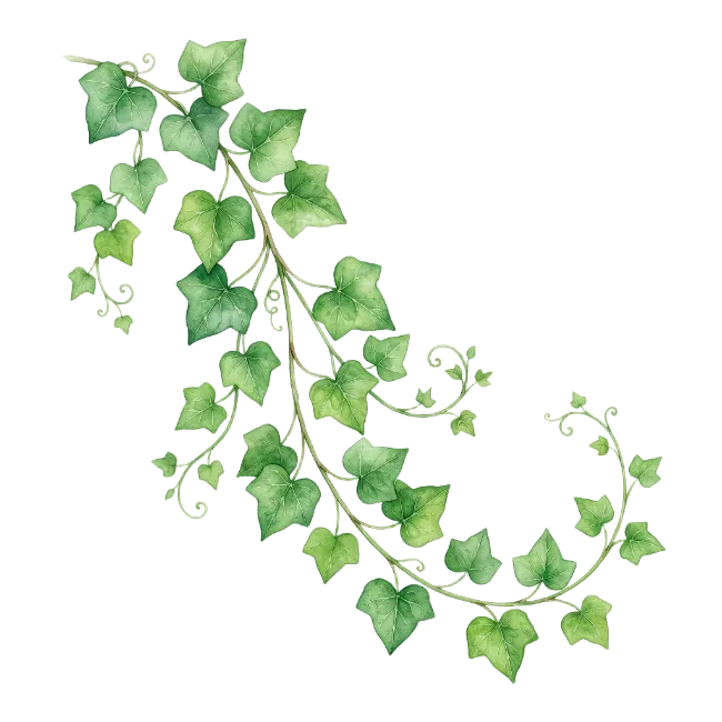Watercolor green ivy vine hanging illustration