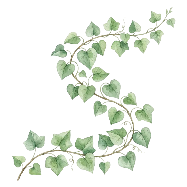 Watercolor green ivy vine illustration