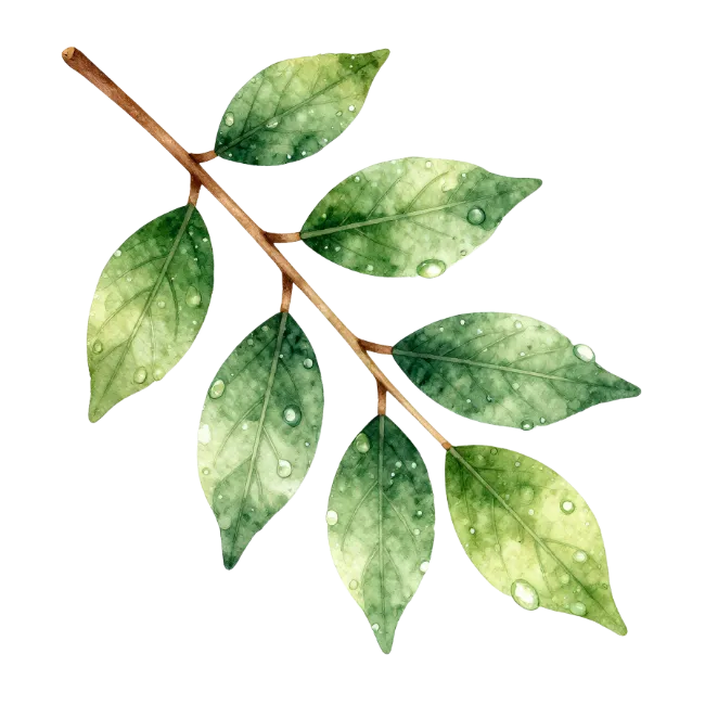 Watercolor green leaves branch with water drops