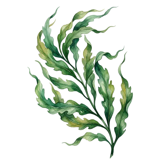 Watercolor Green Seaweed Branch