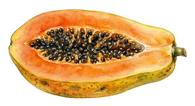 Watercolor Halved Papaya Fruit Illustration
