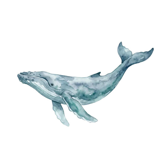 Watercolor Humpback Whale Illustration