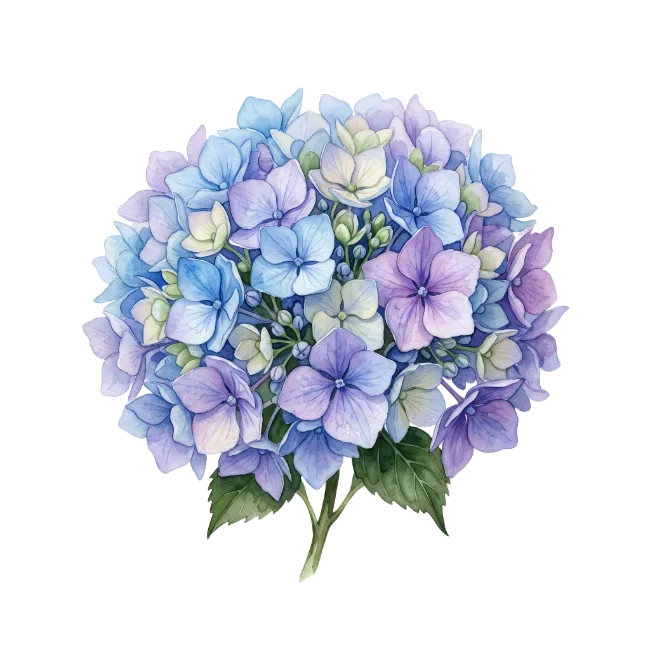Watercolor Hydrangea Flower Head