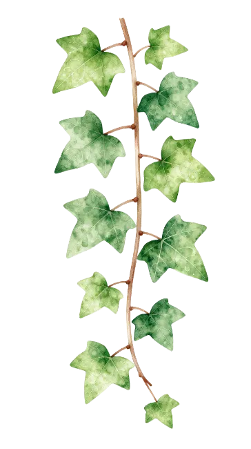 Watercolor Ivy Vine Illustration