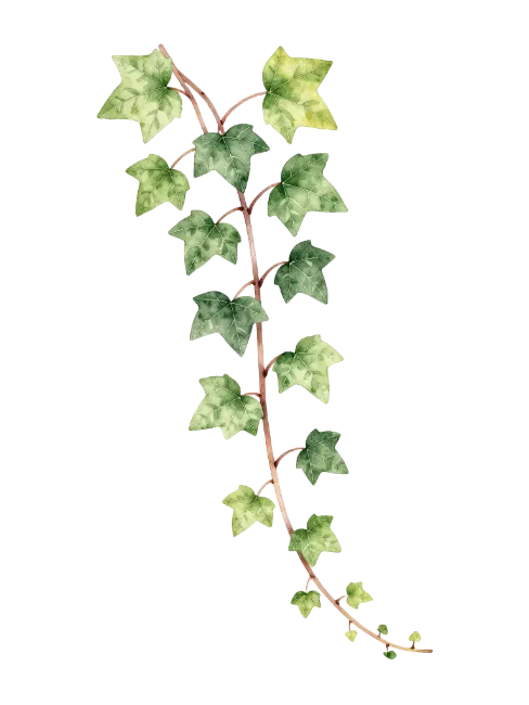 Watercolor Ivy Vine Illustration
