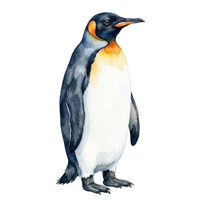 Watercolor King Penguin Illustration