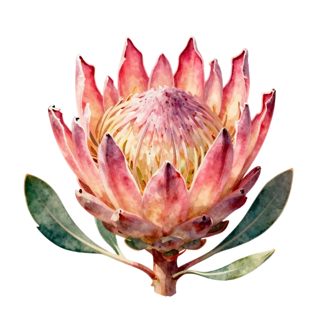 Watercolor King Protea Flower Illustration