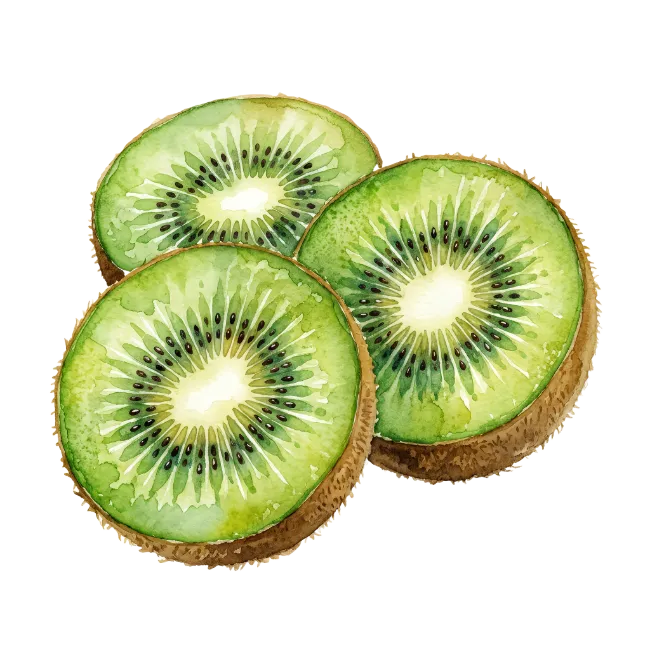 Watercolor Kiwi Fruit Slices