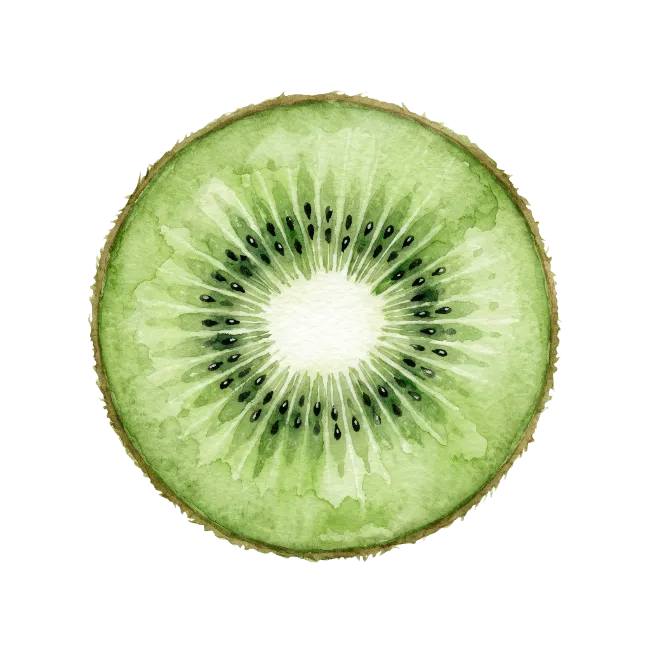 Watercolor Kiwi Slice Illustration