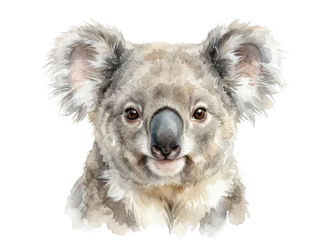 Watercolor Koala Portrait Illustration