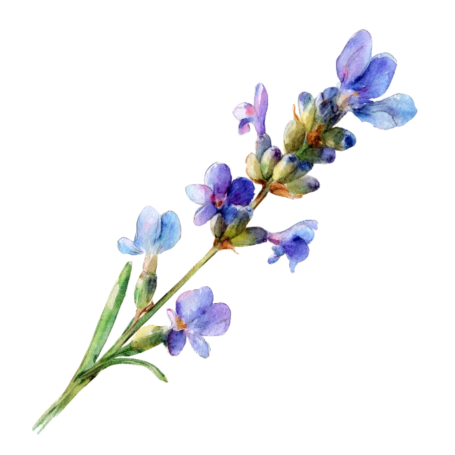 Watercolor Lavender Flower Sprig