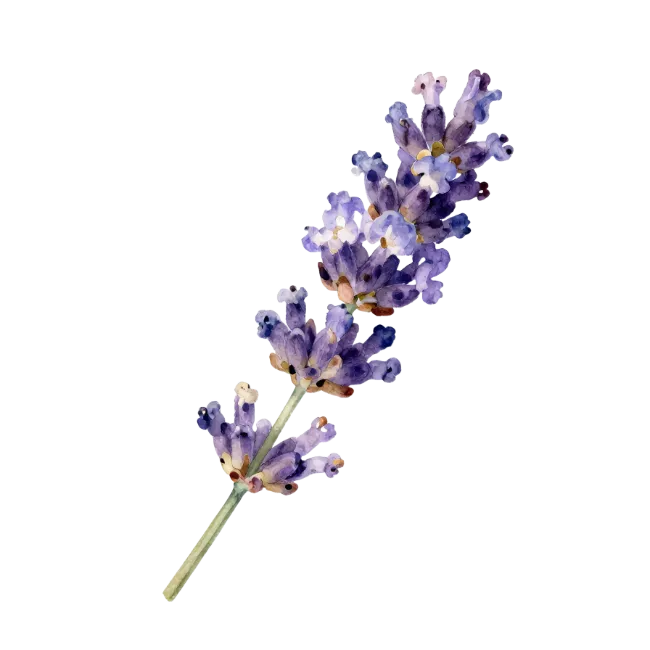 Watercolor Lavender Flower Sprig