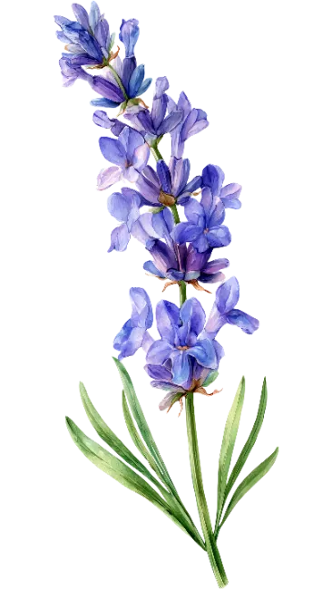 Watercolor Lavender Stem Illustration