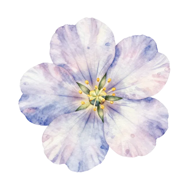 Watercolor Light Purple Flower Illustration