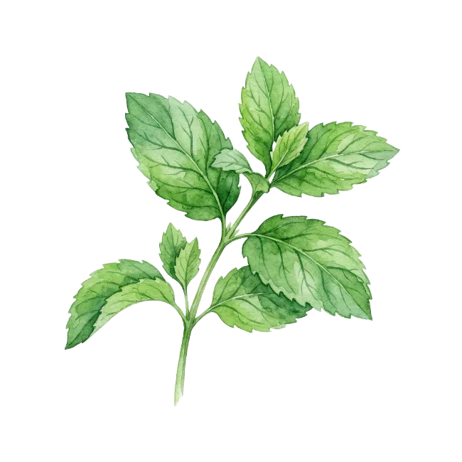 Watercolor mint leaves stem illustration