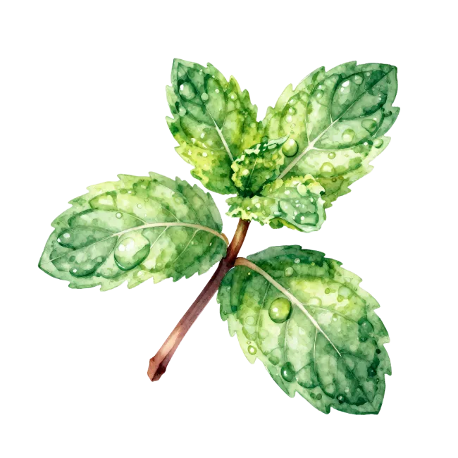 Watercolor mint leaves with water drops
