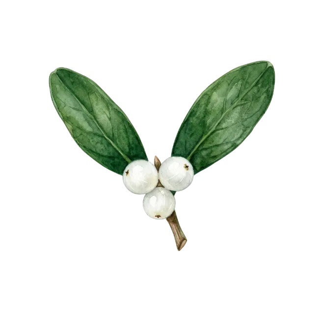 Watercolor Mistletoe Sprig with White Berries