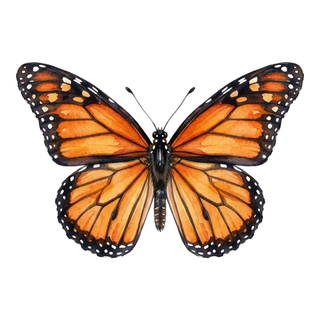 Watercolor Monarch Butterfly Illustration