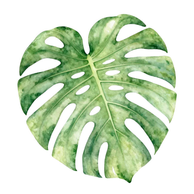 Watercolor Monstera Leaf Illustration