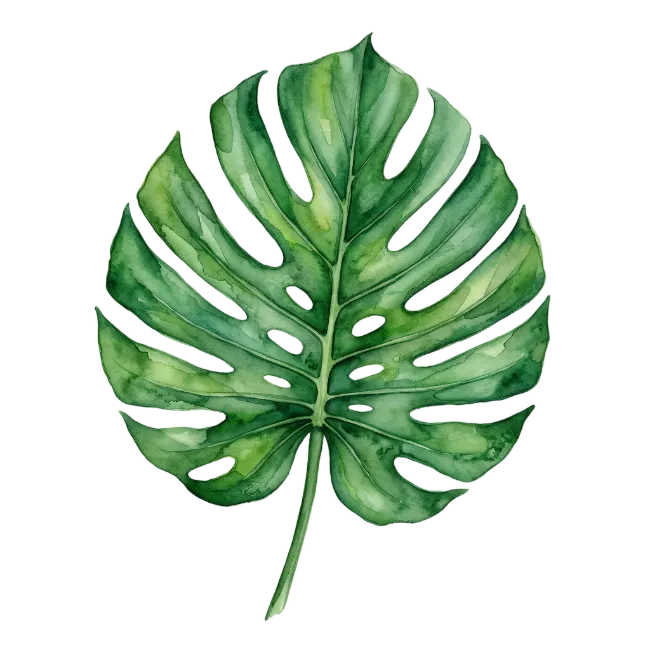Watercolor Monstera Leaf Illustration