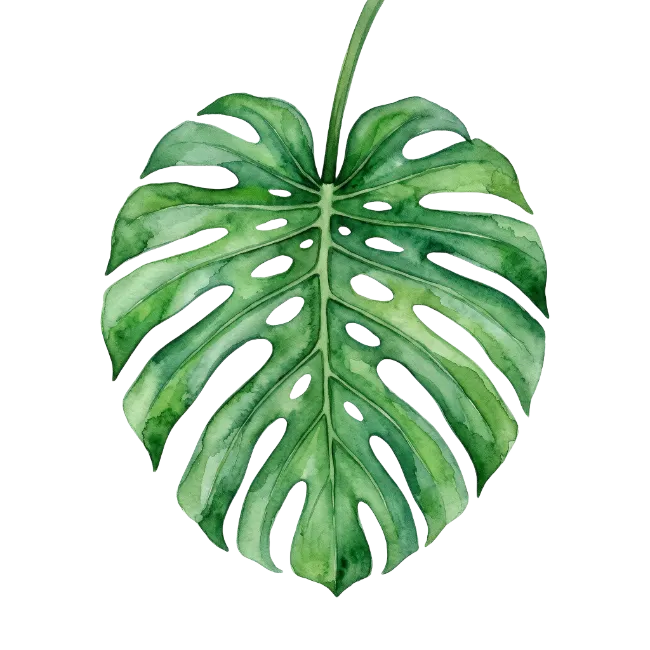 Watercolor Monstera Leaf Illustration