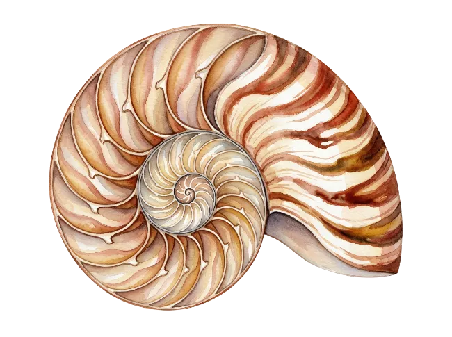 Watercolor Nautilis Shell Cross Section