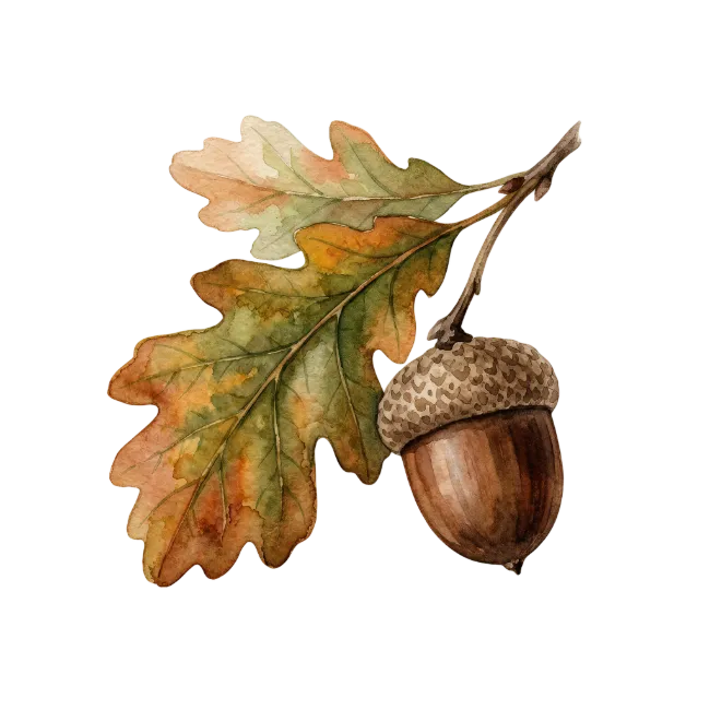 Watercolor Oak Branch with Acorn