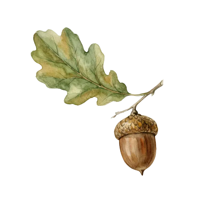 Watercolor Oak Leaf and Acorn