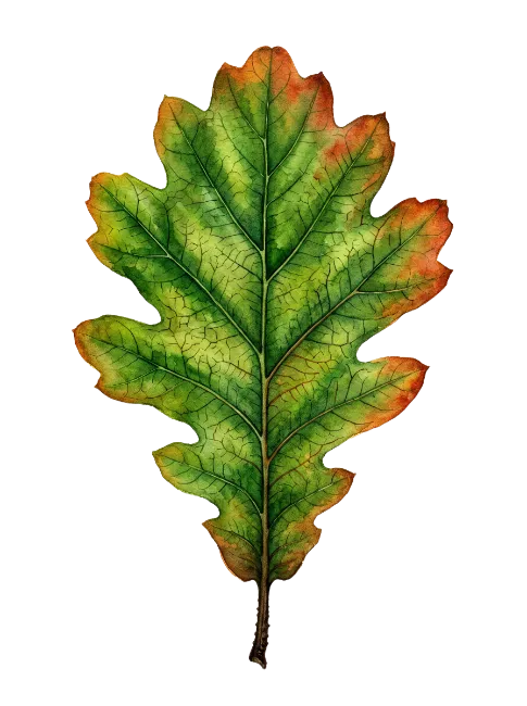 Watercolor Oak Leaf in Autumn Colors