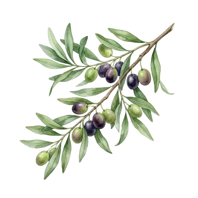 Watercolor Olive Branch Illustration