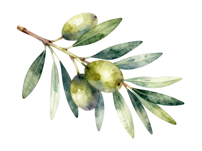 Watercolor Olive Branch with Leaves and Olives