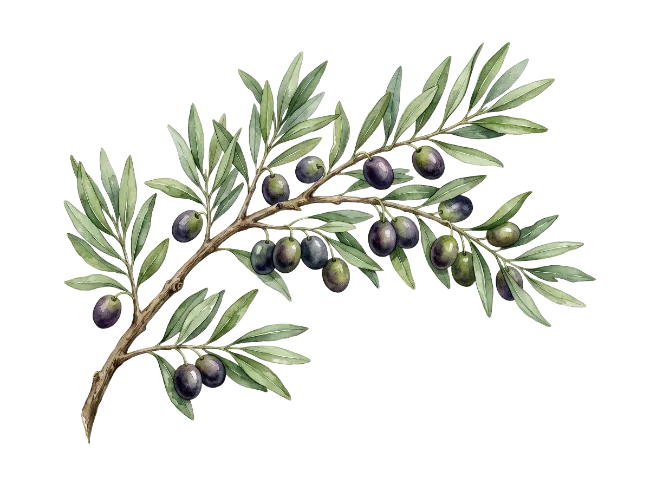 Watercolor Olive Branch with Ripe Olives