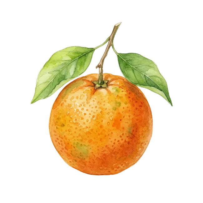 Watercolor orange fruit with green leaves