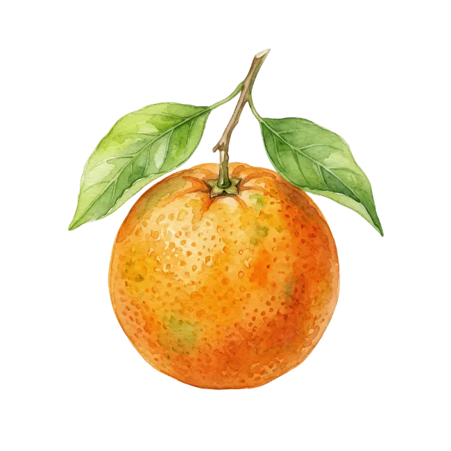 Watercolor Orange Fruit with Leaves
