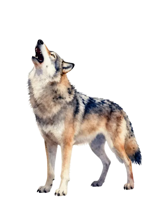 Watercolor Painting of a Howling Wolf