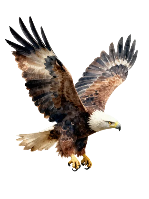 Watercolor Painting of a Majestic Bald Eagle in Flight