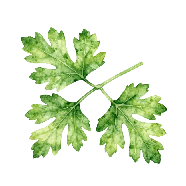 Watercolor Parsley Leaves Illustration