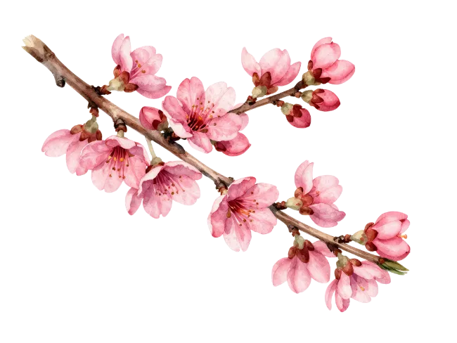 Watercolor Peach Blossom Branch Illustration